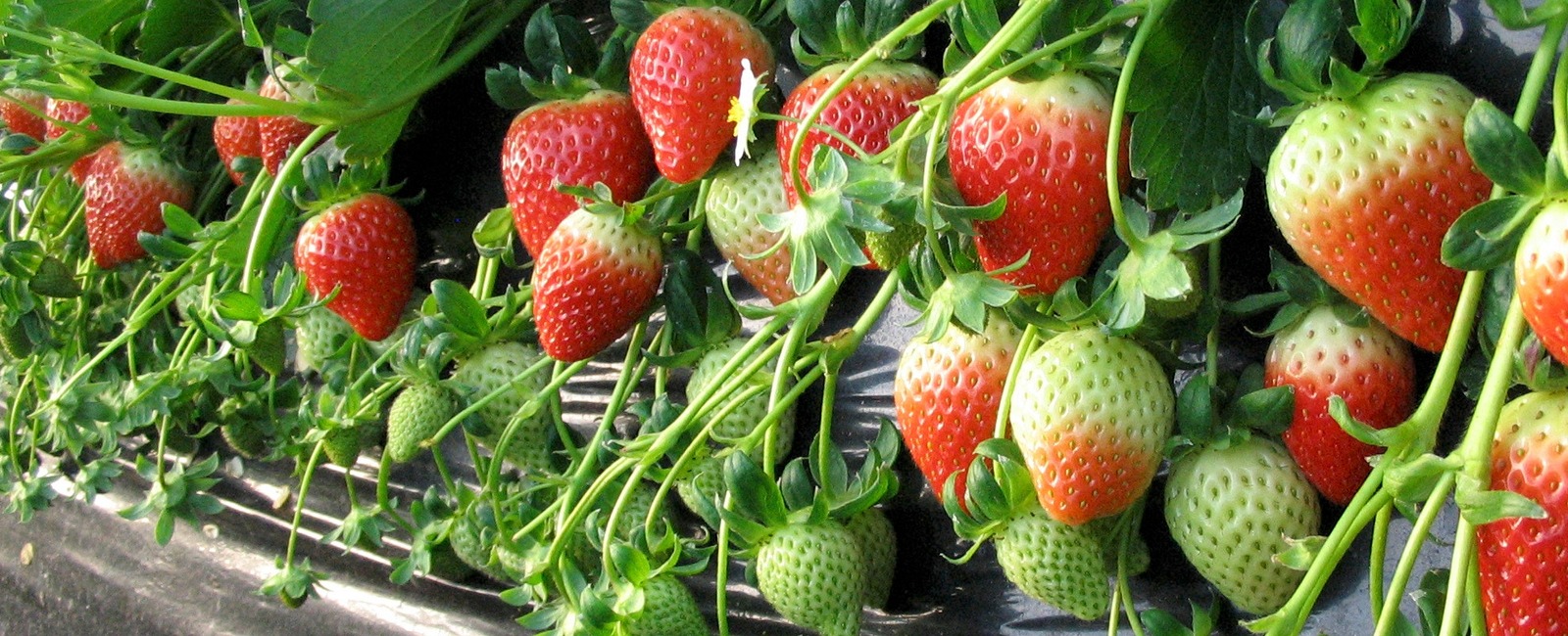 Strawberries